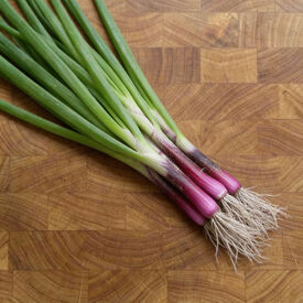 Scarlet Bandit, Onion Seeds